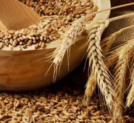 Lokwan-Wheat